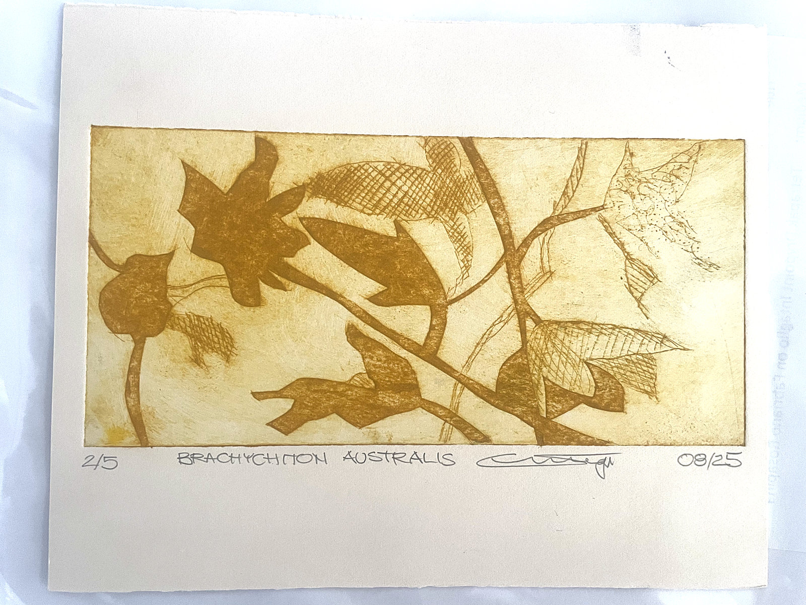 Brachychiton Australis 2025